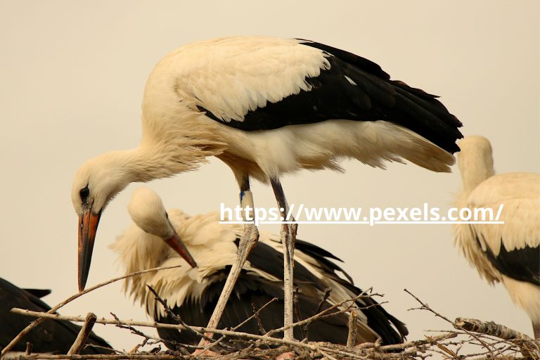 httpswww.pexels.com_-768x512 Les déchèteries en Loire-Forez à nouveaux ouvertes