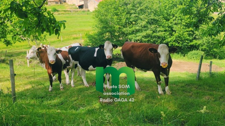 vaches-768x432 Le célèbre marché de Montbrison accueille une nouvelle fermière